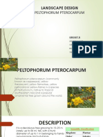 Peltophorum Pterocarpum
