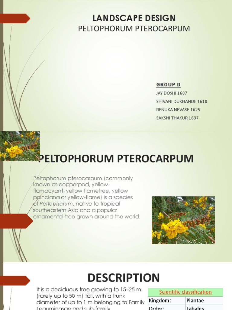 Peltophorum Pterocarpum Overview | PDF | Trees | Botany