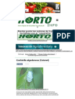 Cochinilla algodonosa (Cotonet) - Hortoinfo.pdf