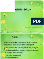 Anatomi Daun