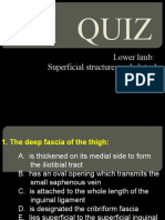 Lower Limb: Superficial Structures and Gluteal Region