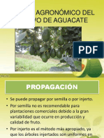 CHARLA AGUACATE.pptx