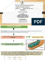 Grupo #2. Ciclo de Krebs