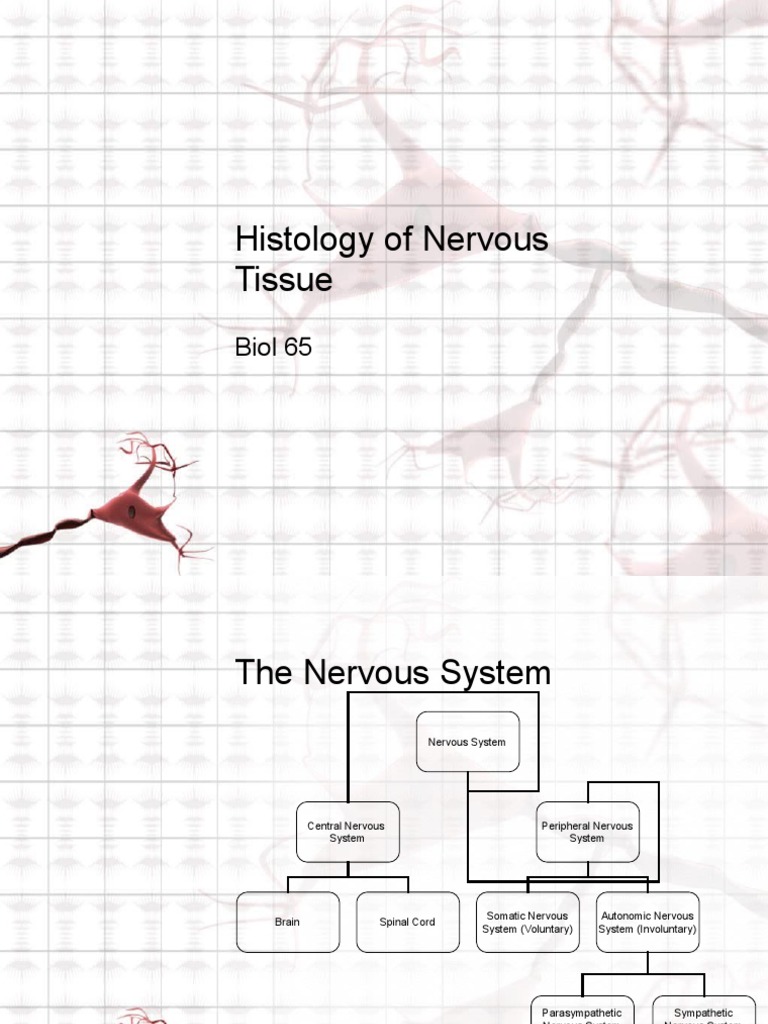 Histology & Function of Nervous Tissue | PDF | Histology | Action Potential
