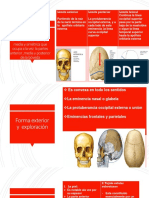 Región Occipitofrontal