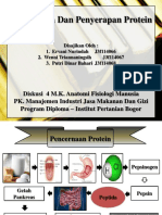 Protein digestion