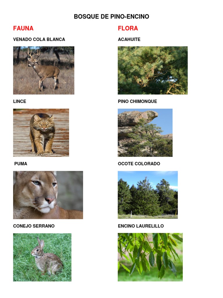 Bosque de Pino Encino Flora y Fauna PDF