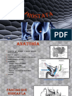 Anatomía y funciones de la próstata