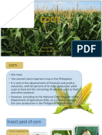 Integrated Pest Management For Corn (Zea Mays