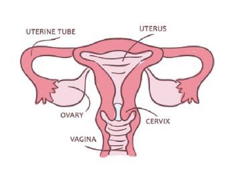 Vagina Diagram | PDF
