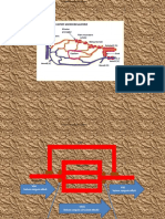 4.Curs FP-Gen-Vasc-Termoregl-4.pptx