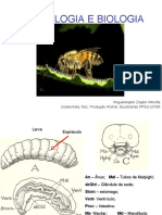 Morfologia abelha.pdf