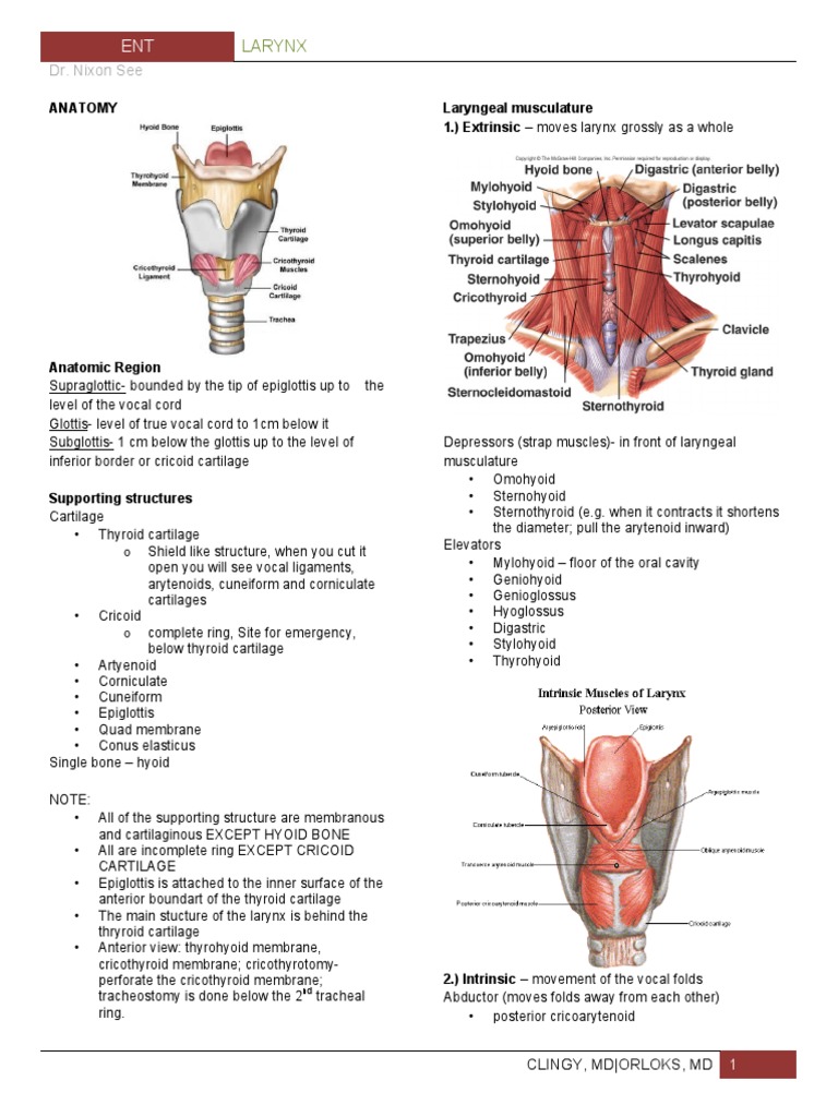 Larynx | PDF | Larynx | Human Head And Neck