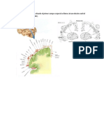 La zona cortical donde esta situado el primer campo corporal se llama circunvolución central posterior