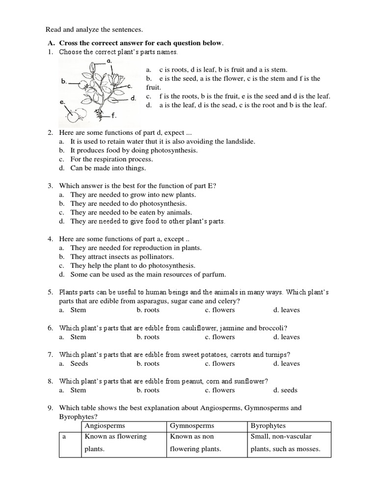 Plant Parts and Their Functions Quiz | PDF | Seed | Leaf