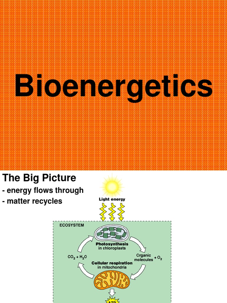 Bioenergetics lecture notes ppt picture