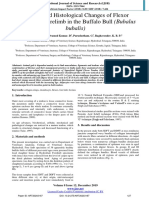 Age Related Histological Changes of Flexor Tendons of Forelimb in the Buffalo Bull (Bubalus bubalis)