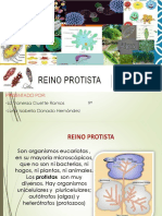 Reino Protista