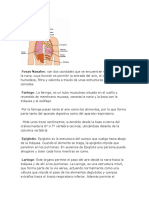 Sistema Respiratorio