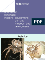 0 Artropode