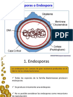 Clase 4 C. La Endospora Bacteriana