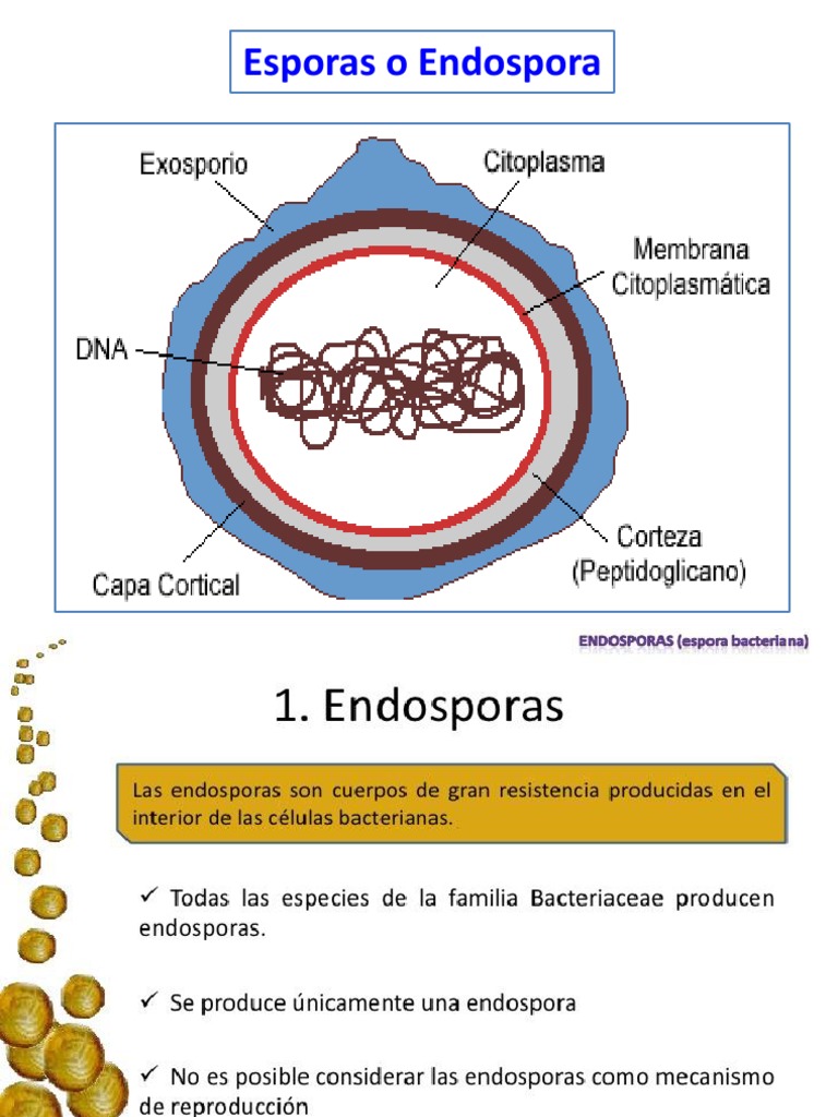 Clase 4 c. La Endospora bacteriana