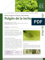 Pulgón de la lechuga: Manejo integrado de esta plaga en cultivos de lechuga