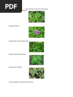 Alena Vodonaeva porno