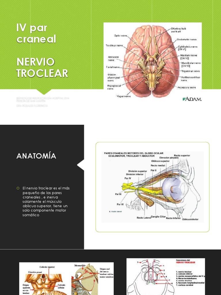 Origen y función del nervio troclear | PDF | Sistema nervioso central ...