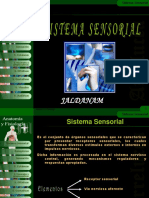 Sistema Sensorial