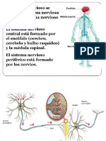 Sistema Nervioso