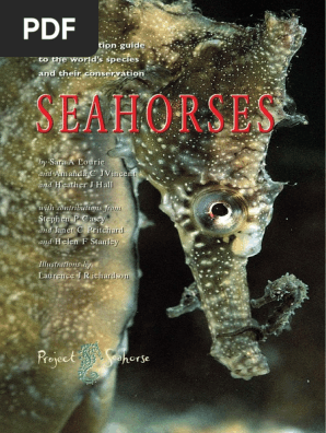 SEAHORSE