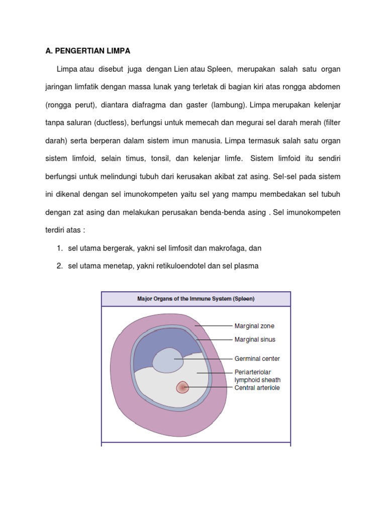 Fungsi dan Letak Limpa Manusia | PDF | Ilmu Sosial | Kesehatan Holistik