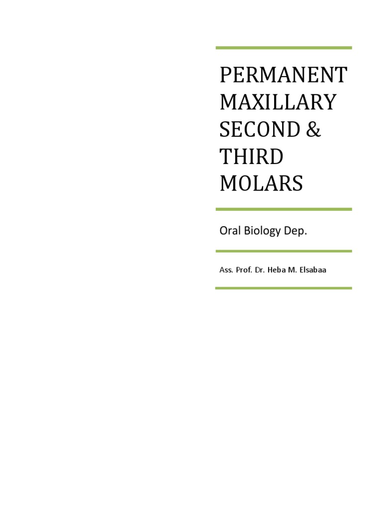 Maxillary Second & Third Molars Overview | PDF | Tooth | Mouth