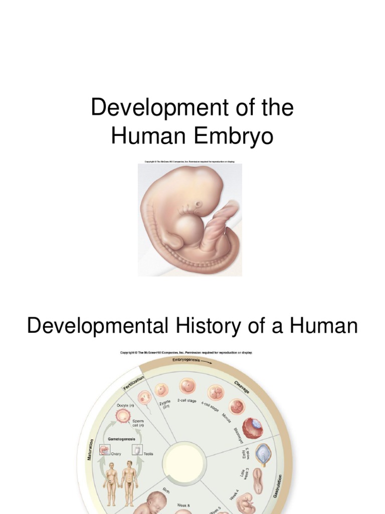 Embryonic Development Stages Overview | PDF | Implantation (Human ...