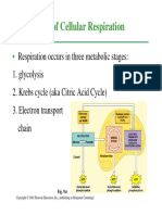 Cellular Respiration.pdf