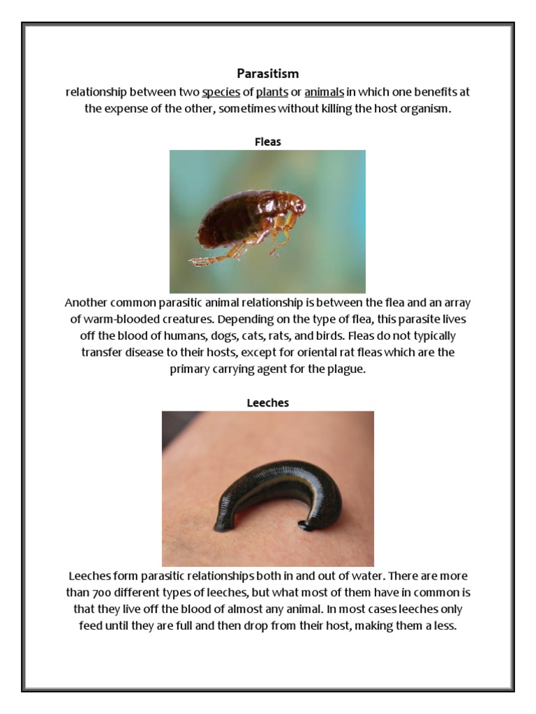 Food Chain, PDF, Parasitism