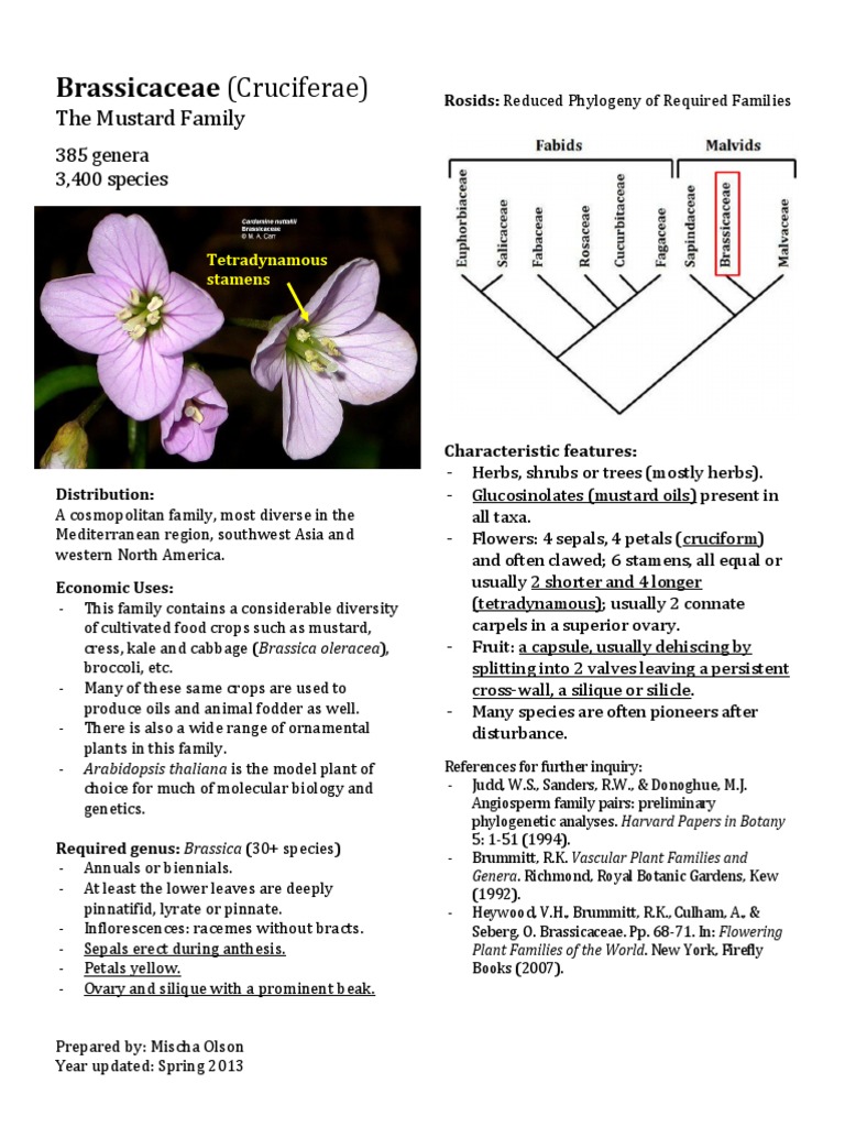 Brassicaceae Notes | Download Free PDF | Plant Morphology | Plants