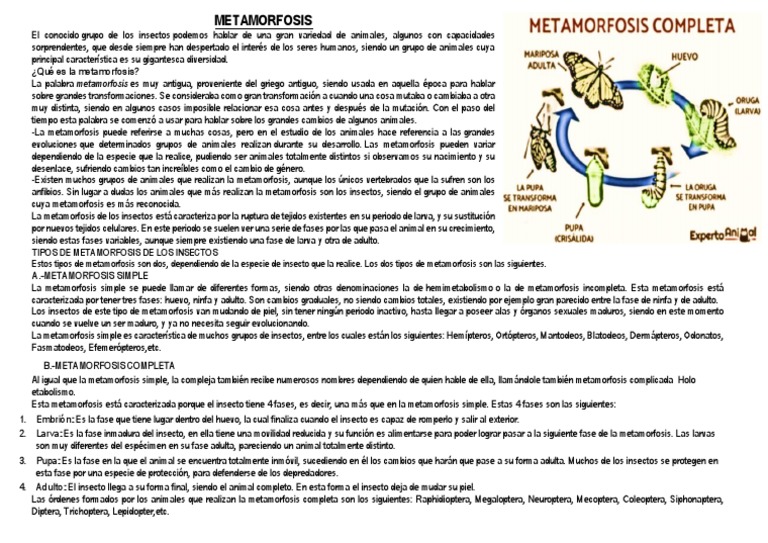 Tipos de Metamorfosis en Animales | PDF | Larva | Insectos