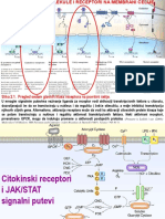 04b. Signaling Sa Povrsine Cel - JAK STAT PDF