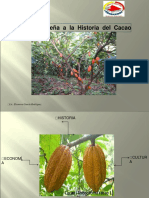 Origen Del Cacao