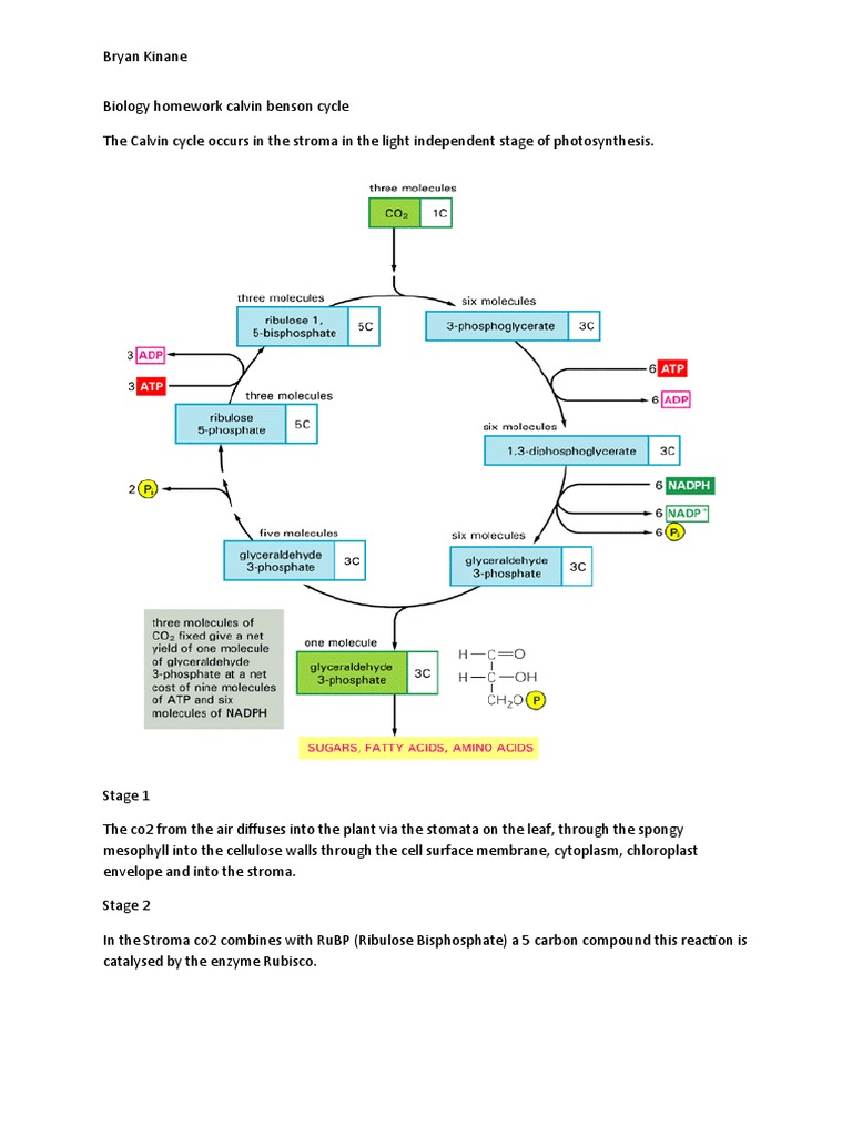 Biology Homework Calvin Benson Cycle | PDF