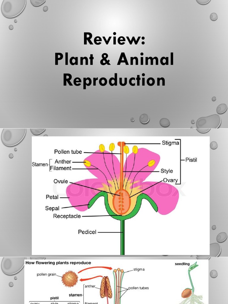 Plant and Animal Reproduction