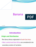 Banana Production Guide: Origin, Types, Cultivation Practices
