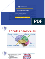 Clase 2.lobulos Cerebrales