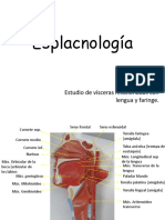 6) Esplacnologia y Laringe PDF