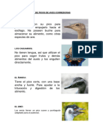 Diferentes Tipos de Picos de Aves Corredoras