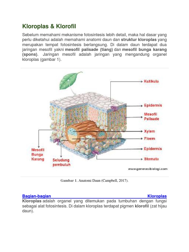 Kloroplas Pdf