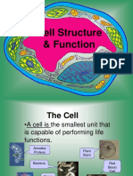 NOTES Cell Structure and Function PDF
