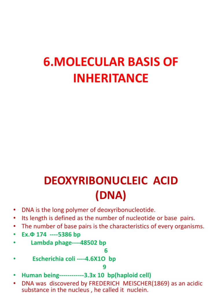 Molecular Basis of Inheritance Overview | PDF | Rna | Dna